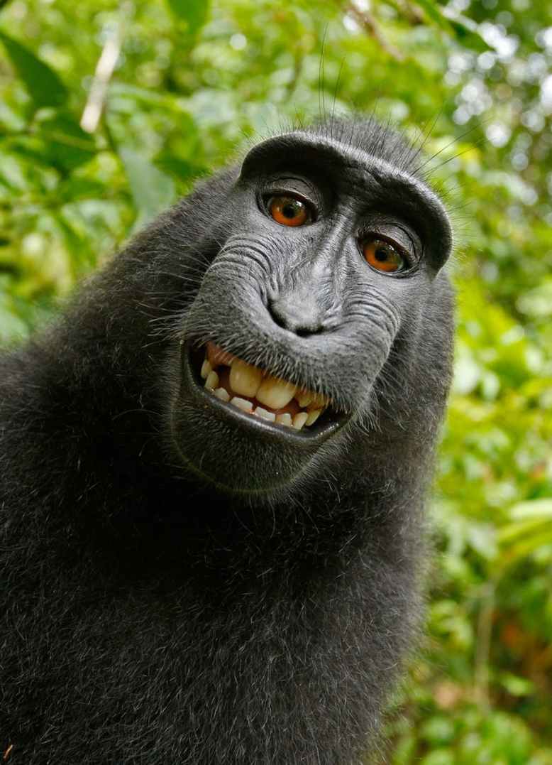 selfie-monkey-self-portrait-macaca-nigra-50582.jpeg