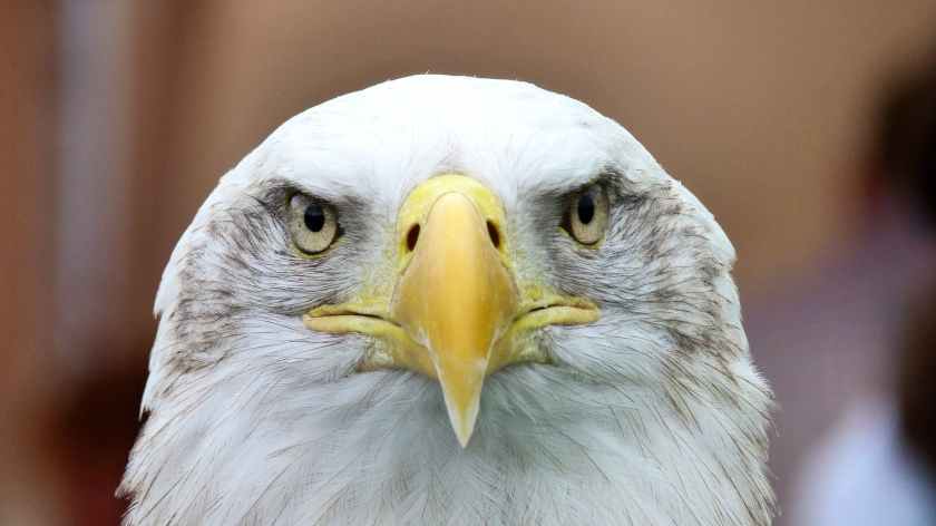 white-tailed-eagle-adler-bald-eagle-close-53151.jpeg
